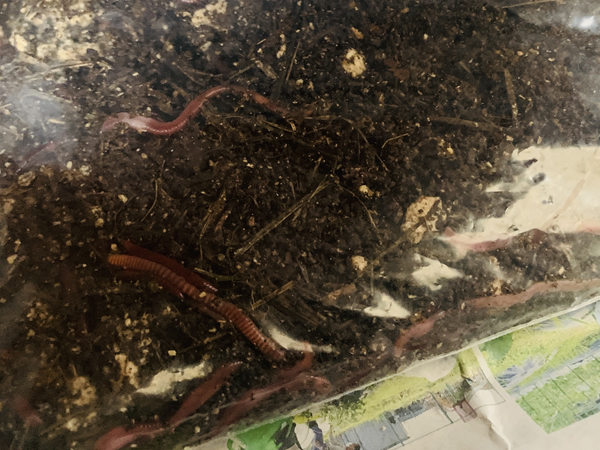 シマミミズを用意