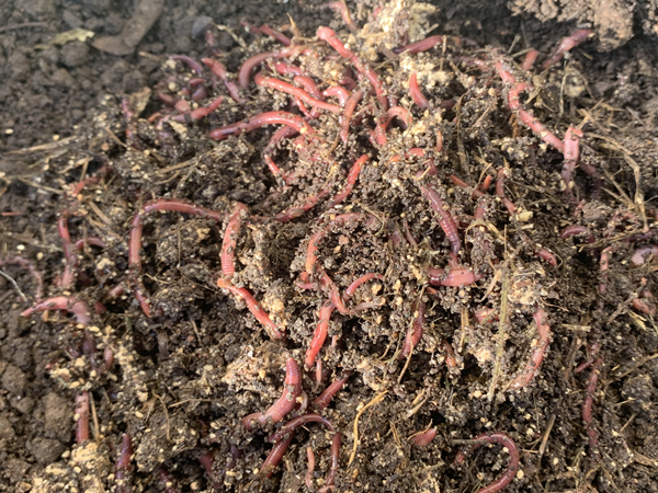 シマミミズ250匹