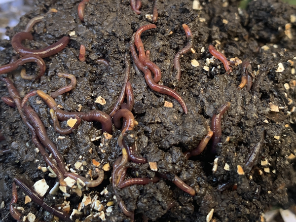 卵の殻に群がるシマミミズ。我が家のミミズコンポスト内の様子。