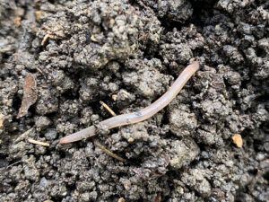 シマミミズの赤ちゃん