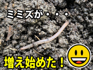 シマミミズが増え始める