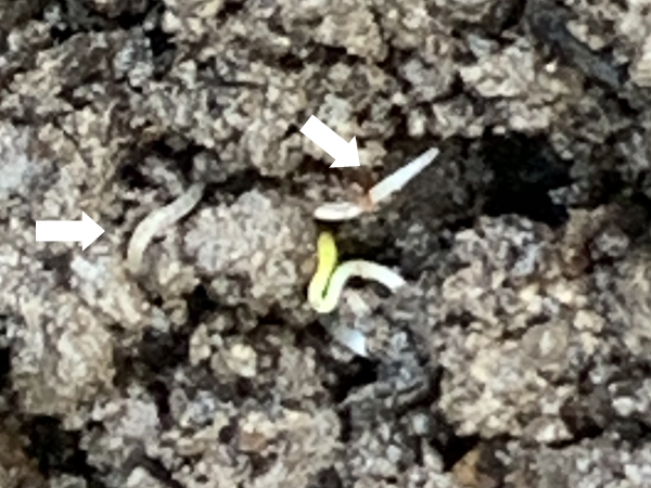 シマミミズの子供が生まれている