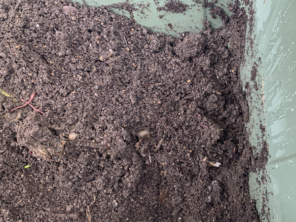 コンポストを掘ってみると