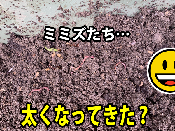 シマミミズが太ってきた気がする