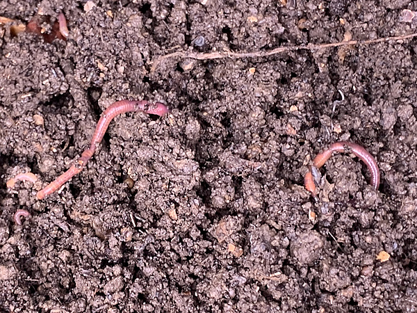シマミミズが太くなってきた