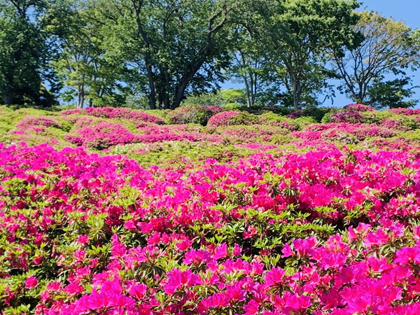 横須賀のツツジ