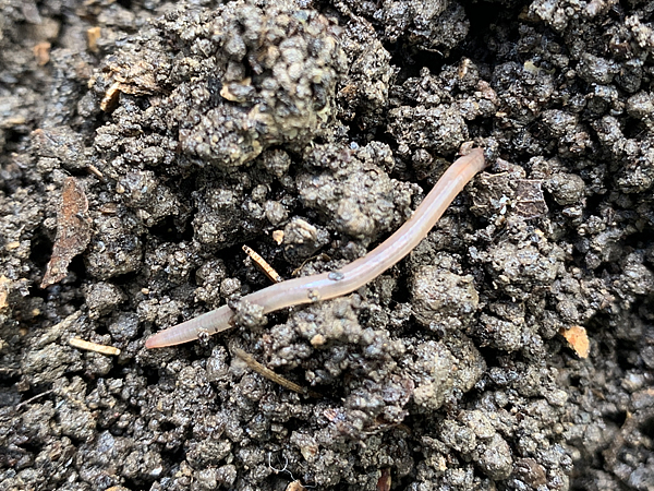 ミミズの子供はちゃんとミミズの見た目をしている