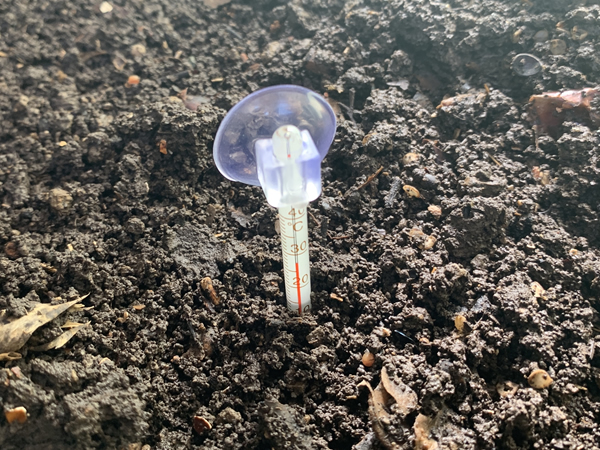 コンポスター内の土の温度をたまに見る