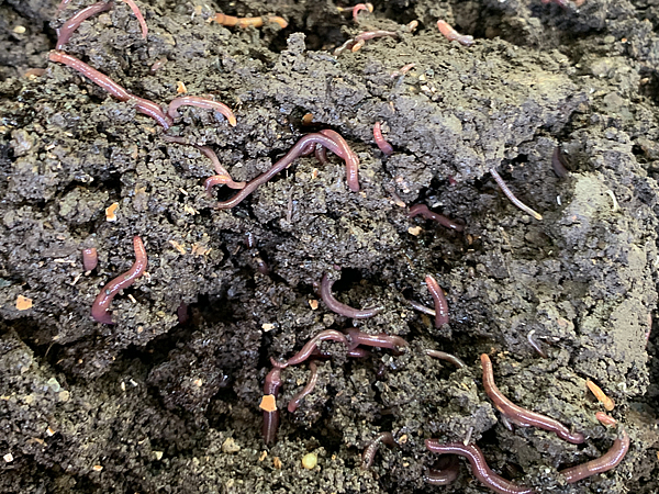 シマミミズが増える