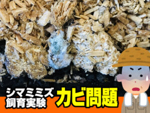 シマミミズ飼育、カビ問題について