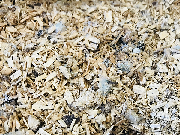 青カビが生える