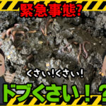 ミミズコンポストが匂う。ドブ臭い。メタンガスのにおい？