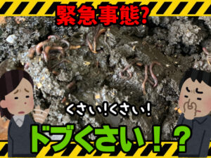 ミミズコンポストが匂う。ドブ臭い。メタンガスのにおい？