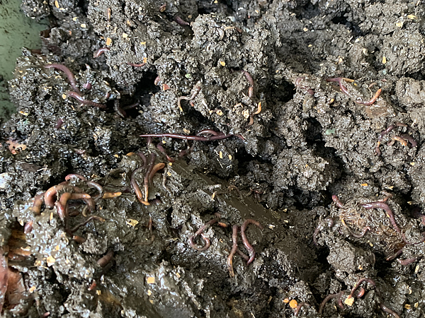 嫌気性発行のコンポスト内で活発に動くシマミミズ