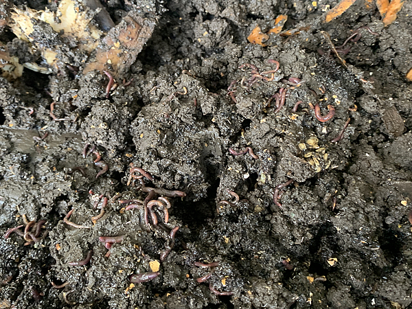 シマミミズは元気