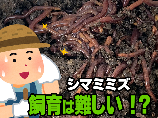 シマミミズの飼育は難しい？ミミズコンポスト