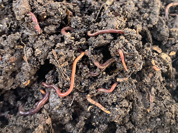 復活したシマミミズ