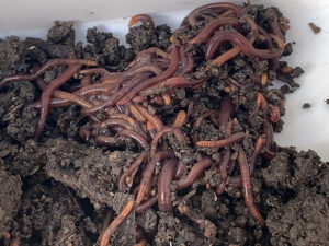 100匹のシマミミズ