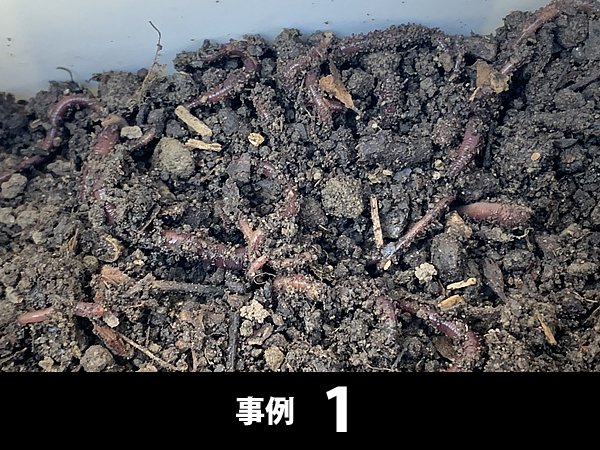 乾燥した土にいるシマミミズ