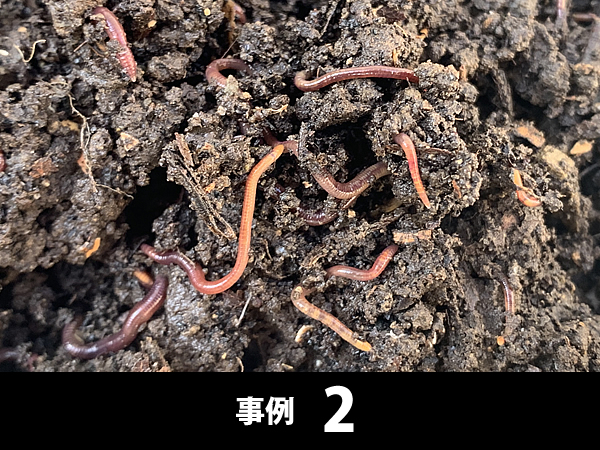 ツヤツヤしているミミズ