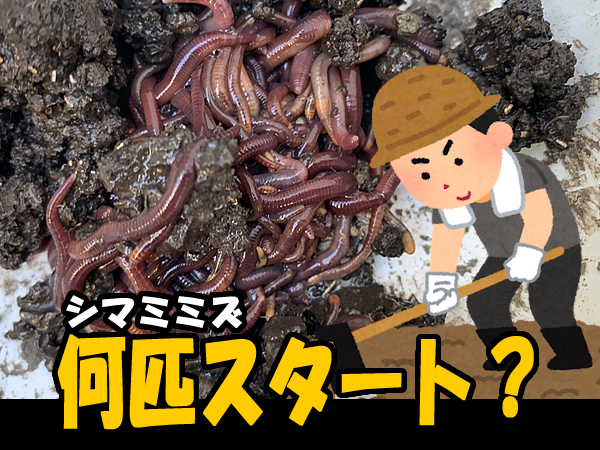 ミミズコンポストを始める際は何匹ぐらい必要か？