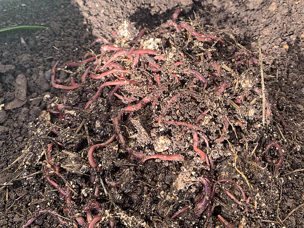 ミミズコンポストを始める際のミミズの数は何匹が良いのでしょうか？