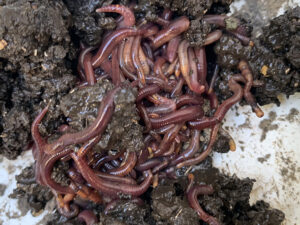 100匹のシマミミズ