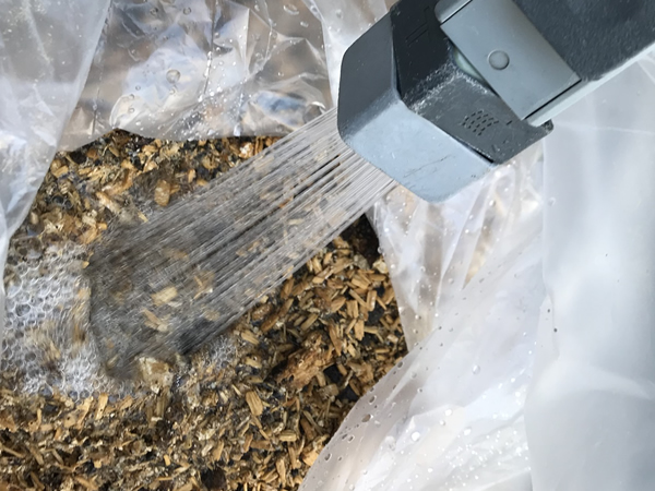 水をかけて湿気を与える