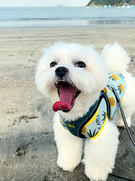 我が家の犬に強力してもらう