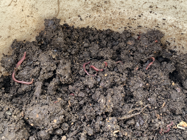 犬の糞を自宅で処理する、2か月後の様子