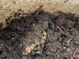 ティッシュペーパー、トイレットペーパーで包まれたウンチは処理に時間がかかる