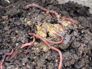 ウンチの処理が少し問題発生する