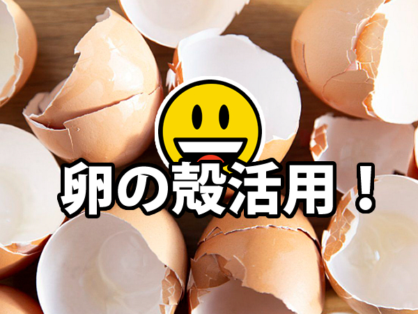 コンポストへ卵の殻を入れる