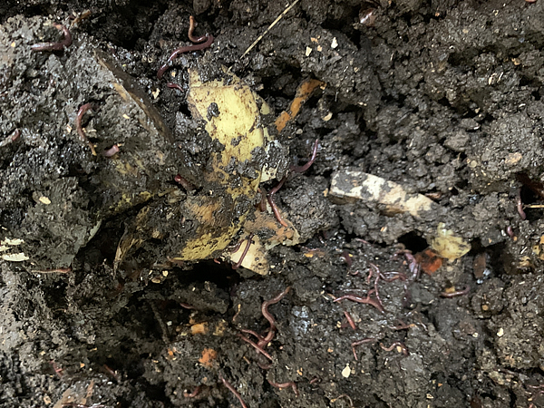 嫌気性発酵の匂いがする