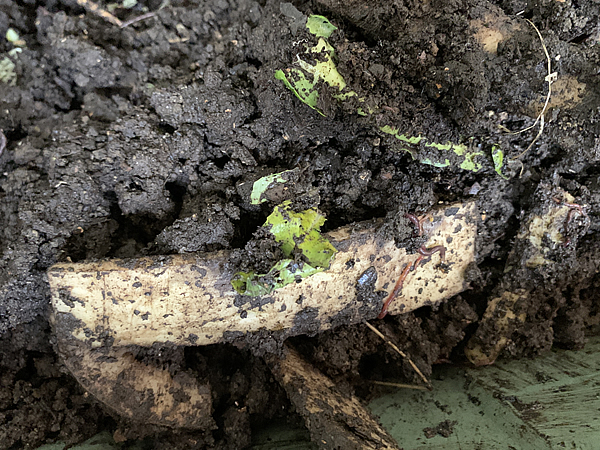 分解処理がされていない生ゴミ