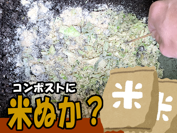 ミミズコンポストへ米ぬかを入れる