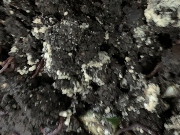 2週間後、米ぬかはまだ残っていた