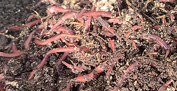 シマミミズをネットで購入