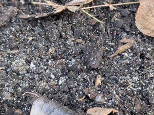 家庭菜園の土へ米ぬかを混ぜて土壌バクテリアの活性を促す