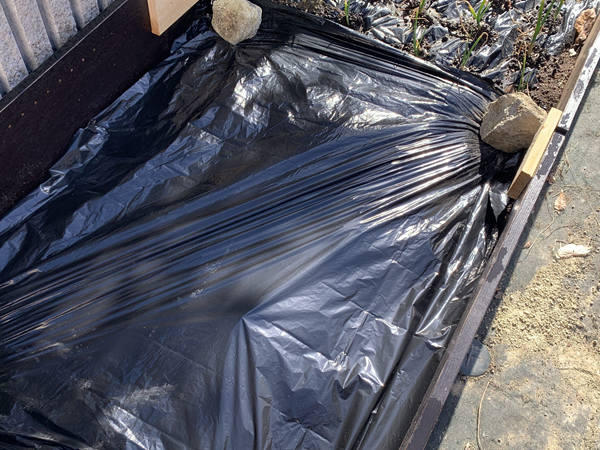 黒マルチで土を覆い、温度を上げる