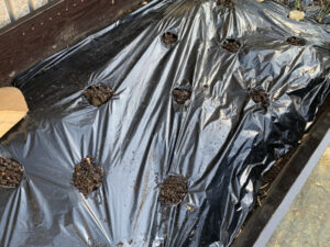 植え付けの完成