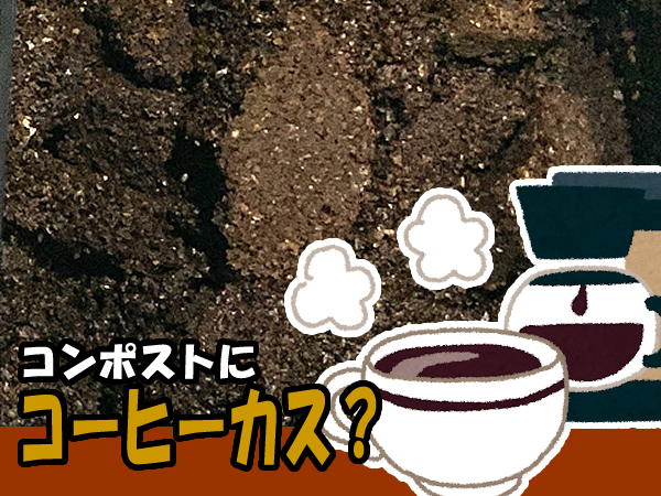 ミミズコンポストへコーヒー搾りカス（粕）を入れる