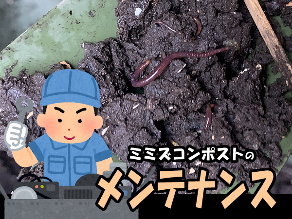 ミミズコンポストのメンテナンス、シマミミズのお世話