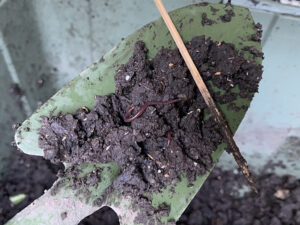 団子状の土の中にはミミズがいる