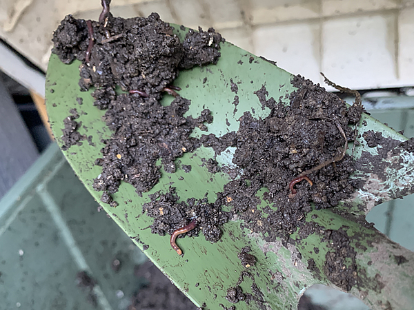 子供ミミズも居る