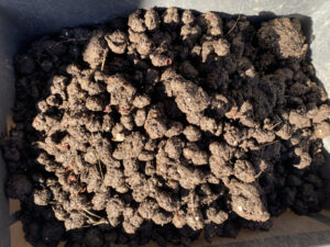 ダマになった土を集める