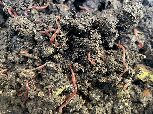 シマミミズは調子が良い