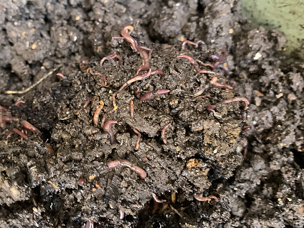 野菜クズを細かく砕いてミミズの与えると、分解処理が早い