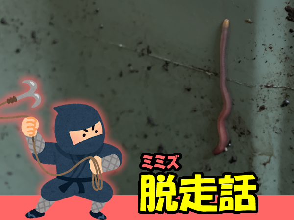 シマミミズの脱走について