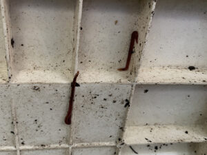 天井に上るミミズ